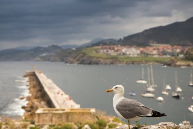 kuş İspanya 'daki doğal ortamında