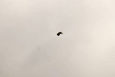 kuş İspanya 'daki doğal ortamında