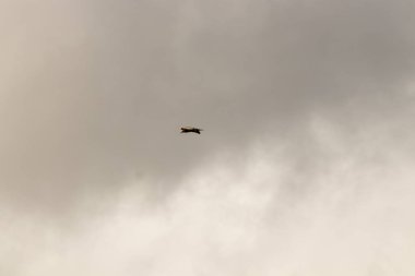 kuş İspanya 'daki doğal ortamında