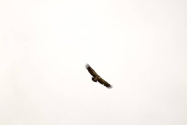 kuş İspanya 'daki doğal ortamında