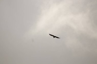 kuş İspanya 'daki doğal ortamında