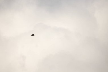 kuş İspanya 'daki doğal ortamında