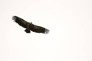 kuş İspanya 'daki doğal ortamında