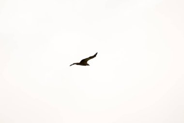 kuş İspanya 'daki doğal ortamında