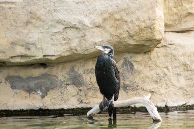 kuş İspanya 'daki doğal ortamında