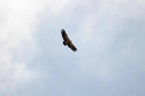 Uccello Nel Suo Habitat Naturale Spagna — Foto Stock