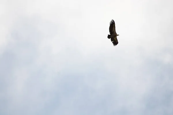 Uccello Nel Suo Habitat Naturale Spagna — Foto Stock