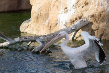 kuş İspanya 'daki doğal ortamında