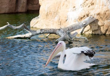 kuş İspanya 'daki doğal ortamında