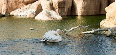 kuş İspanya 'daki doğal ortamında