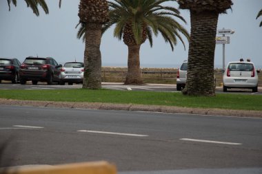 kuş İspanya 'daki doğal ortamında