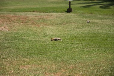 kuş İspanya 'daki doğal ortamında