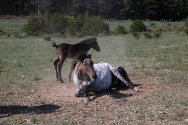 Vahşi atlar tarlada