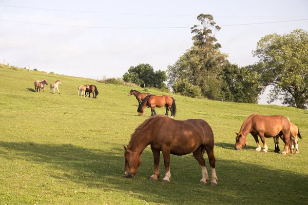 Caballos Salvajes Campo —  Fotos de Stock