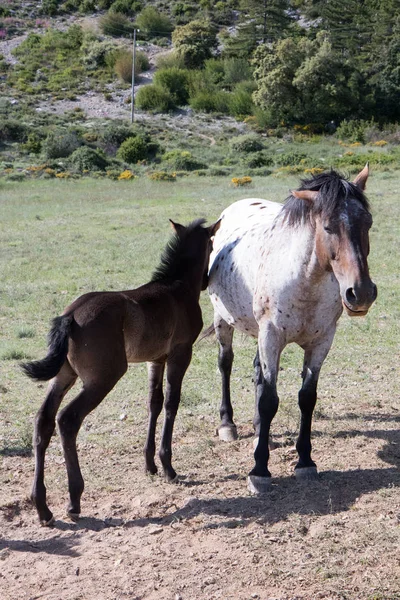 Cavalli Selvatici Nel Campo — Foto Stock