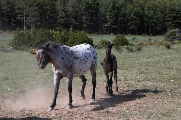 Cavalli Selvatici Nel Campo — Foto Stock