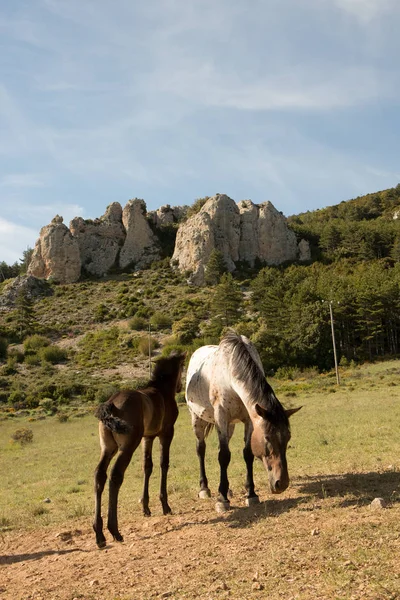 Cavalli Selvatici Nel Campo — Foto Stock