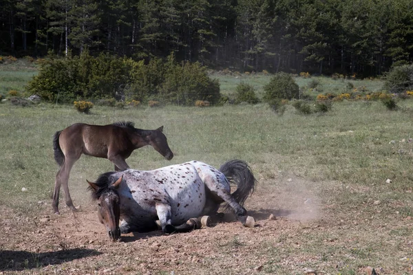 Vahşi Atlar Tarlada — Stok fotoğraf