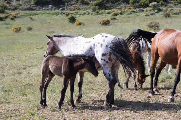 Caballos Salvajes Campo —  Fotos de Stock