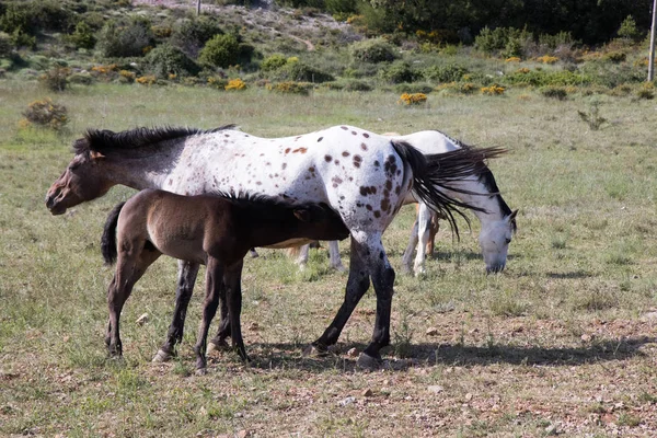 Caballos Salvajes Campo —  Fotos de Stock