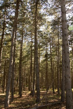Gün batımlı dağlı doğa manzarası