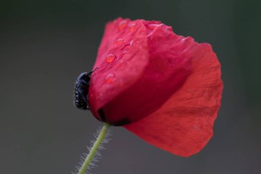 makro bir çok ayrıntı ile çiçek