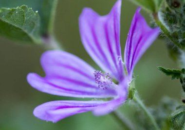 makro bir çok ayrıntı ile çiçek