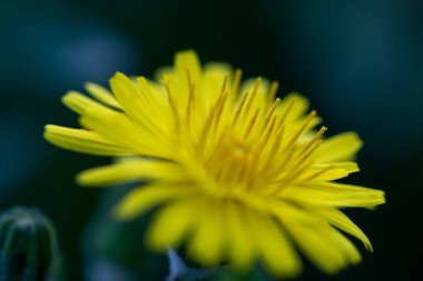 makro bir çok ayrıntı ile çiçek