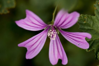 makro bir çok ayrıntı ile çiçek