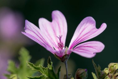 makro bir çok ayrıntı ile çiçek