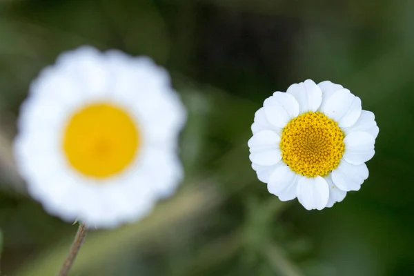 Flor Con Macro Muchos Detalles —  Fotos de Stock