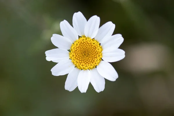 Blomma Med Makro Massa Detaljer — Stockfoto