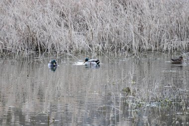 kendi habitatördekler