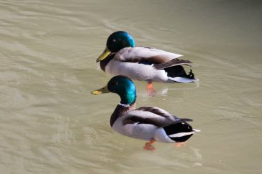 kendi habitatördekler