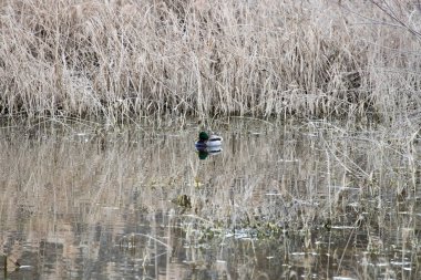 kendi habitatördekler