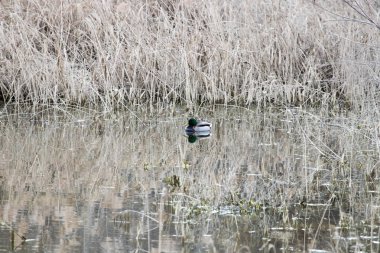 kendi habitatördekler