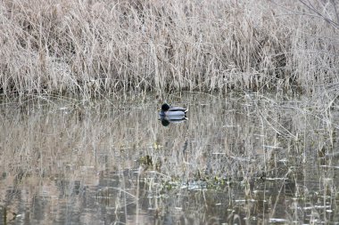 kendi habitatördekler