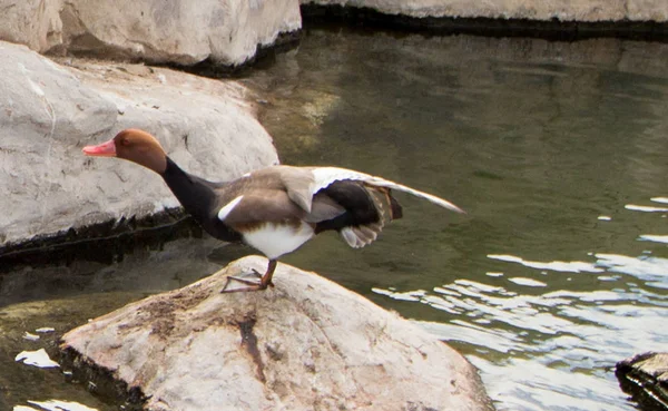 Eenden Hun Habitat — Stockfoto