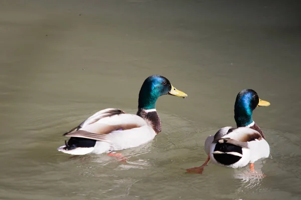 Canards Dans Leur Habitat — Photo