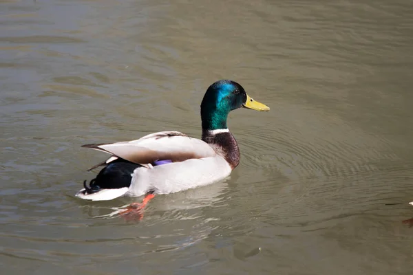 Patos Hábitat —  Fotos de Stock