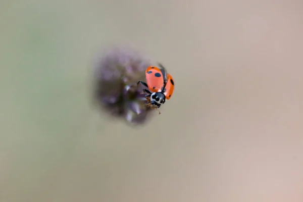 Coccinelle Dans Son Environnement Avec Feuille Macro — Photo