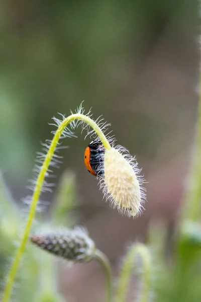 Coccinelle Dans Son Environnement Avec Feuille Macro — Photo