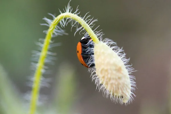 Coccinelle Dans Son Environnement Avec Feuille Macro — Photo