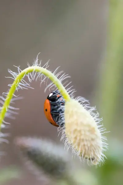 Coccinelle Dans Son Environnement Avec Feuille Macro — Photo