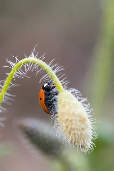 Mariquita Entorno Con Hoja Macro — Foto de Stock