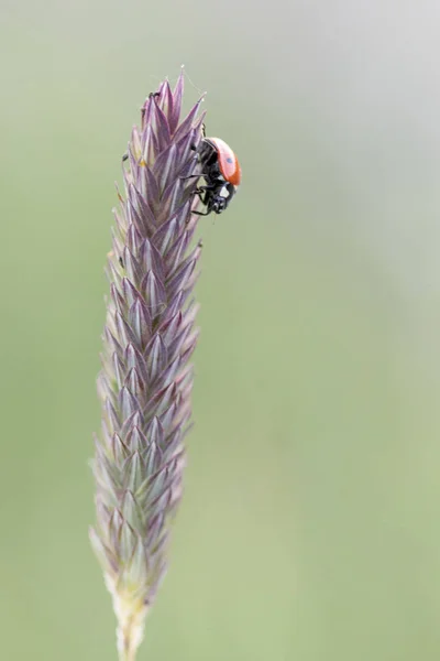 Coccinelle Dans Son Environnement Avec Feuille Macro — Photo