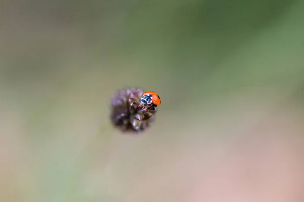 Ladybug Its Environment Leaf Macro — Stock Photo, Image