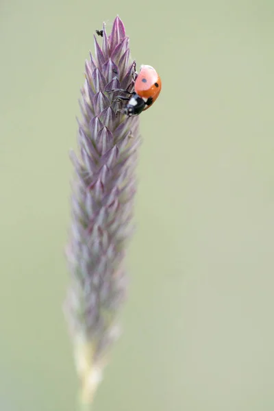 Mariquita Entorno Con Hoja Macro — Foto de Stock