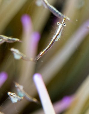 Kendi habitatında bir daldaki solucanla makro