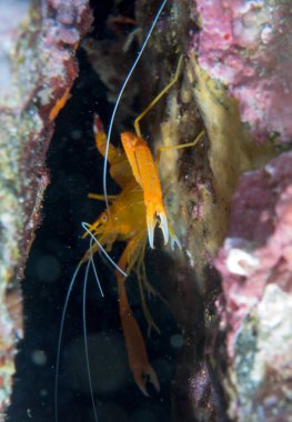 Kendi habitatında bir daldaki solucanla makro